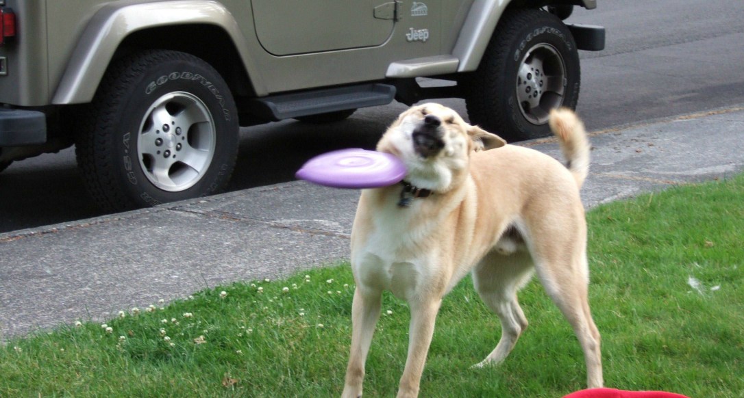dog frisbee fail