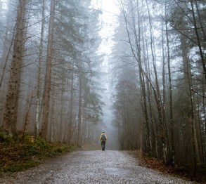 person walks on dirt path in misty forest